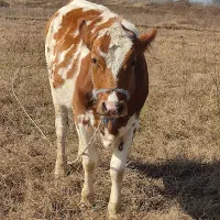 لیشه|حیوانات مزرعه|رشت, آتشگاه|دیوار