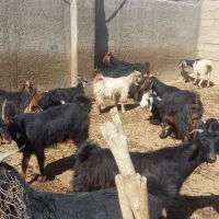 فروش بز یا معاوضه با میش|حیوانات مزرعه|شیراز, نجم آباد|دیوار