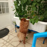 سگ پامرانین