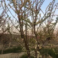 ۲۰۰۰مترباغ با سندتک برگ/زمین/باغچه|فروش زمین و ملک کلنگی|تهران, شهرک ولیعصر شمالی|دیوار