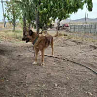 واگذاری اهدا سگ