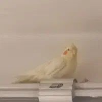 عروس هلندی(لیمو،فندوق)|پرنده|ساوه, |دیوار