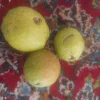 ایرانسل شماره رند.