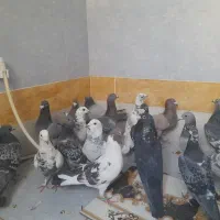 پرنده کبوتر