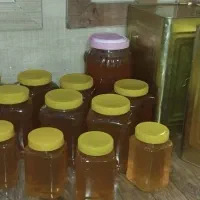 مقدار چند کیلو عسل گون  درجه یک به شرط تست|خوردنی و آشامیدنی|اصفهان, سپاهان‌شهر|دیوار