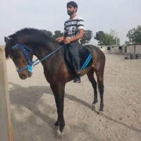 نریان دوخون