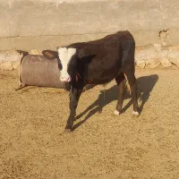 ۲ راس گوساله نر|حیوانات مزرعه|پلدختر, |دیوار