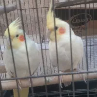 سلام یه جفت طوطی عروس با قفس بخاطر کمبود جا|پرنده|اقبالیه, |دیوار