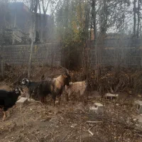 فروش بز با بزغاله|حیوانات مزرعه|ارجمند, |دیوار