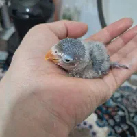 سلام جوجه طوطی کوتوله برزیلی .کاملآ سالم