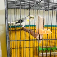 قناری|پرنده|بندر ماهشهر, |دیوار