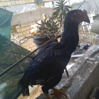 خروس لاری اصیل