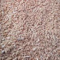 گندم دیم نوع باران مناسب بذر