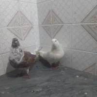 دلیل‌اگهیم‌کمبودجاس‌مستعجریم‌بیشترشون‌دونه‌۳۰۰‌|پرنده|بابل, |دیوار