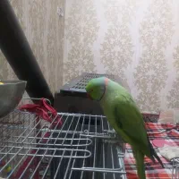 طوطی ملنگو|پرنده|مشهد, محمدآباد|دیوار