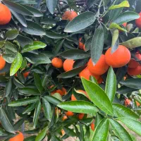 تامسون (انواع مرکبات)|حراج|قائمشهر, |دیوار