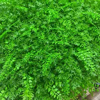 چمن مصنوعی و گرین وال با کیفیت A+ به قیمت عمده|مصالح و تجهیزات ساختمان|اهواز, کوی ملی راه|دیوار
