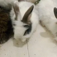 خرگوش لوپ خوشگل و ناز|موش و خرگوش|بیرجند, |دیوار