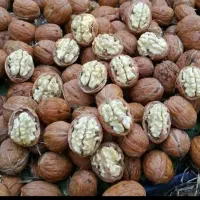 فرانکت چندلر گردو فرنور خوشه ای ۲سالع و بادام