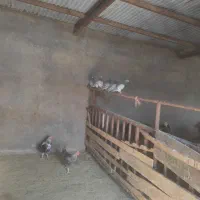 فروش کبوتر مسافتی|پرنده|ساوه, |دیوار