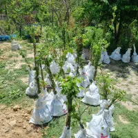 پیشفروش نهال انجیر عسلی با شرایط چک|خدمات باغبانی و درختکاری|بوکان, |دیوار