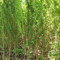انار انجیر انگور نخل خرمانهال درخت نهالستان تولیدی|خدمات باغبانی و درختکاری|قم, عمار یاسر|دیوار