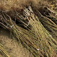 یه شلیل بکار یه محصول خفن بچین