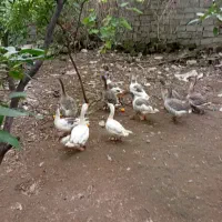 اردک مسکویی خروس غاز|حیوانات مزرعه|ساری, |دیوار