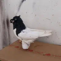 فروش جفت کله سیاه یاهمون کله اهوازی|پرنده|کارون, |دیوار