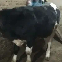 گوساله نر یازده ماهه ۱۵۵ میلیون|حیوانات مزرعه|عنبران, |دیوار