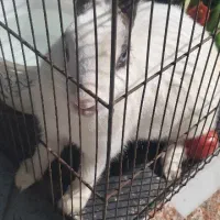 خرگوش|موش و خرگوش|اهواز, اسلام آباد غربی|دیوار