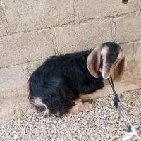 کهره ماده|حیوانات مزرعه|جم, |دیوار