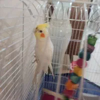 پرنده عروس هلندی