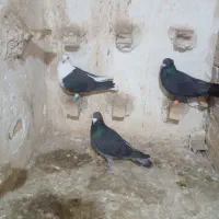 کفتر|پرنده|مشهد, شهید قربانی|دیوار