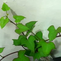 پیچک با گلدان