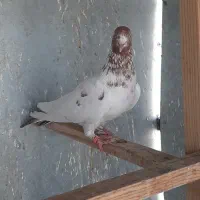 کفتر ماده کله دم بور کاشونی|پرنده|تهران, شهرک فردوس (حسینی)|دیوار