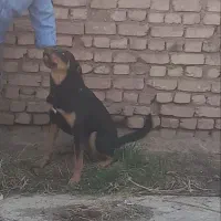 دوبرمن 2ونیم ساله|سگ|سرخه, |دیوار