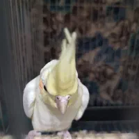 عروس هلندی مولد با جوجه هاش