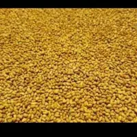 کشاورزی حرفه‌ی با بذر