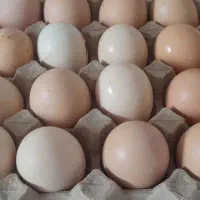 تخم مرغ نطفه دار گردن لیسک