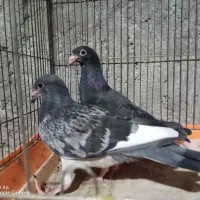 کفتر زاجر|پرنده|اردکان, |دیوار
