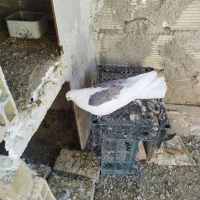 سه کفتر نر هوایی.  فروشی|پرنده|طبس, |دیوار