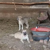 توله سک سرابی