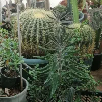 کاکتوس اچینو