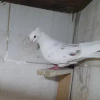 دوتا کبوتر یکه