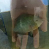 فلاور|ماهی|اهواز, کمپلو جنوبی|دیوار