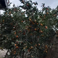خرمالو درشت و شیرین و تازه آبدار|خوردنی و آشامیدنی|رامیان, |دیوار