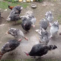 بوقلمون نر و ماده|حیوانات مزرعه|ضیابر, |دیوار