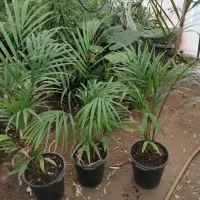 گل اریکای غول پیکر