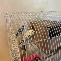 مرغ عشق پروانه ای کلکسیونی